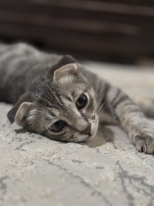 Шотландская вислоухая