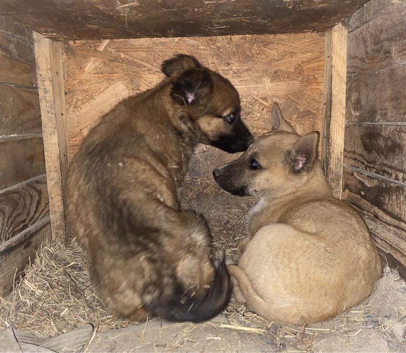 Срочно! Бездомные щенята ищут дом