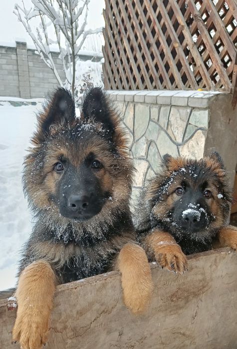 Немецкая овчарка.