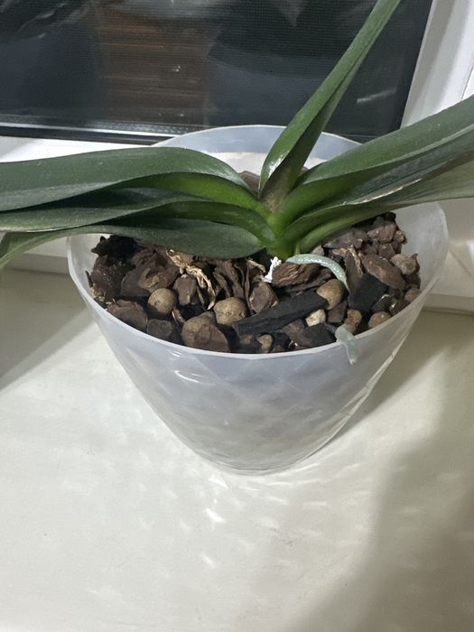 Орхидея. Домашняя коллекция