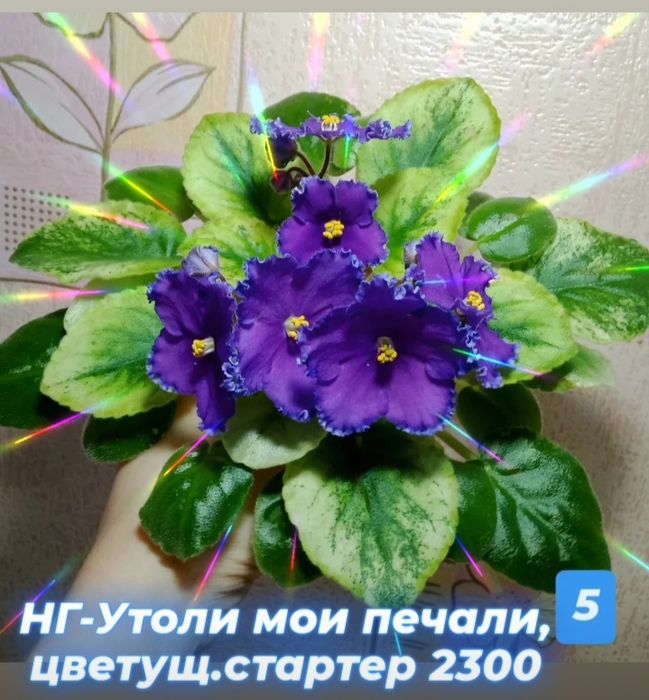 Фиалки сортовые (детки, стартеры)