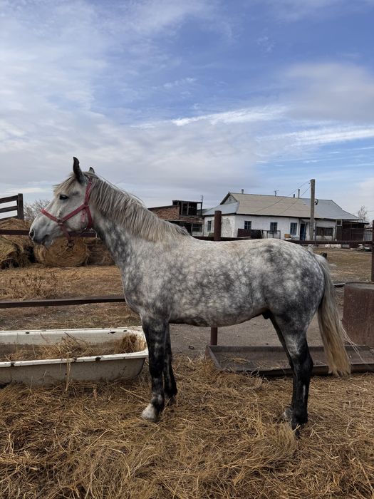 Продается Мерин, 7 лет