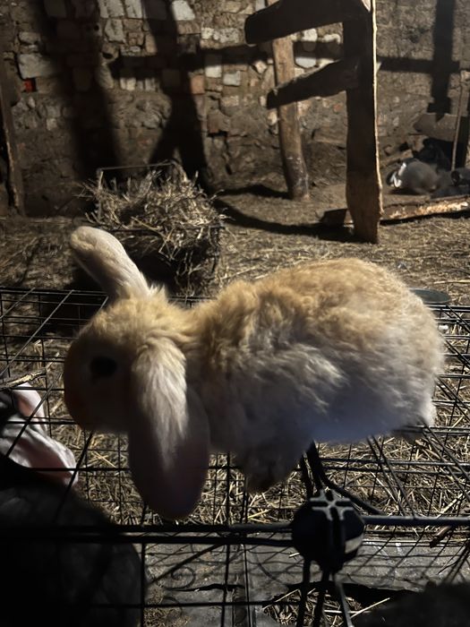 Крольчата француский баран 1месяц