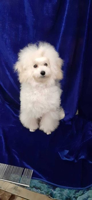 микро той пудель