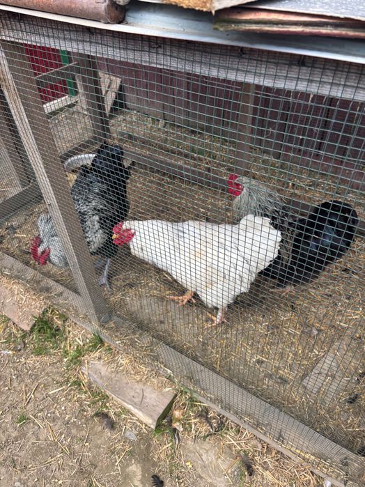 Cocosi Voinici si Sanatosi