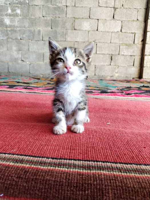 Котёнка в добрые руки