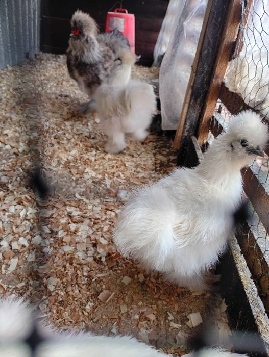 Silkie mătase japoneza, pui găini și cocoși!