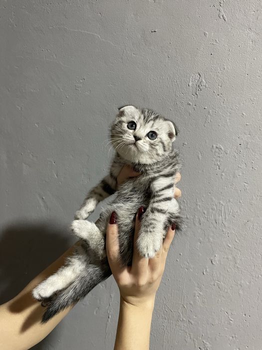 Продаются вислоухие котята