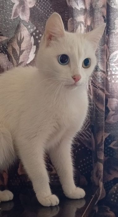 Кошечка ищет дом..