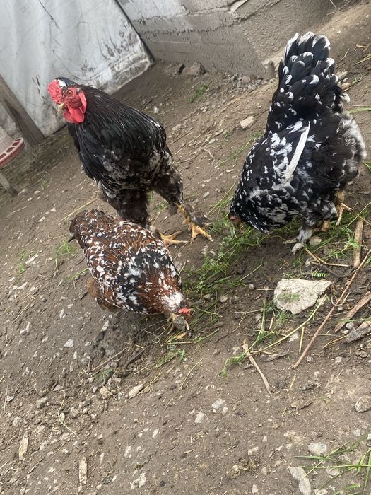 Vând pui și ouă pentru incubat