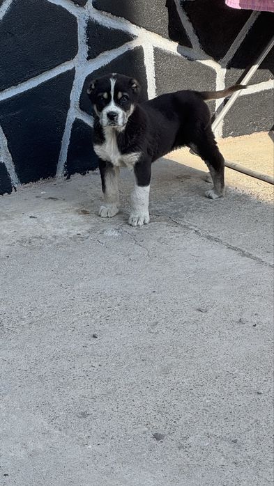 алабай кушик.