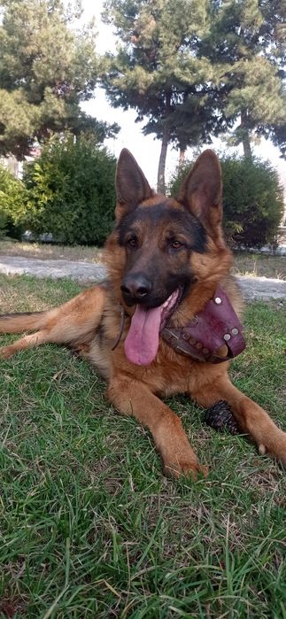 Готовятся к продаже щенки овчарки