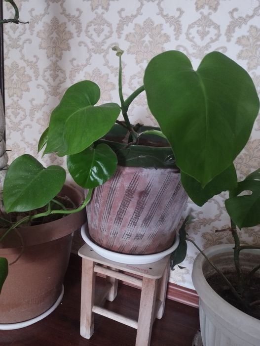 продаётся монстера