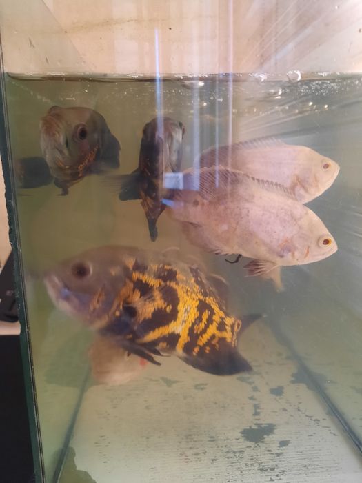 Akvarium baliqlari bilam