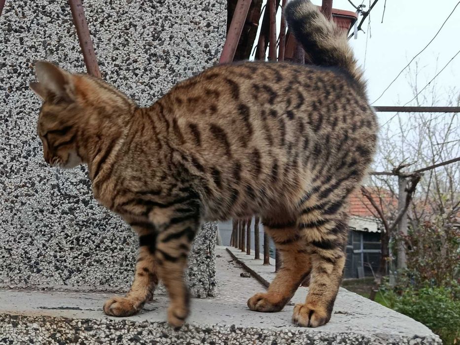Продавам бенгалска котка