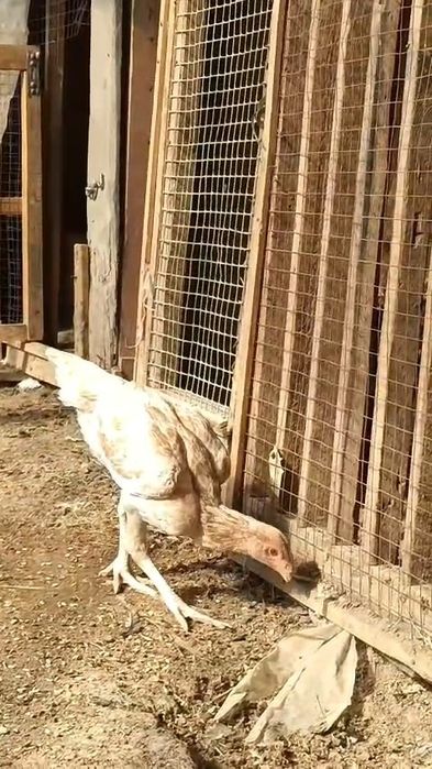 Шоже кораздар бойцовый дакандар сатылады