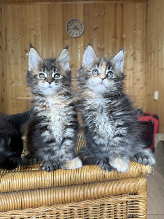 Роскошные котята мейнкуны