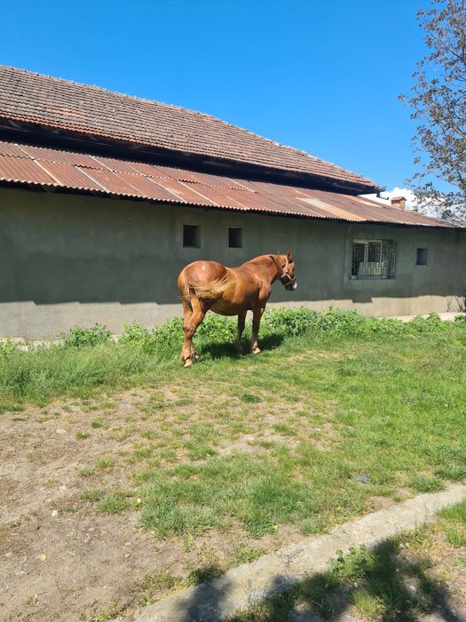 Vand cal cu varsta de 8 ani.