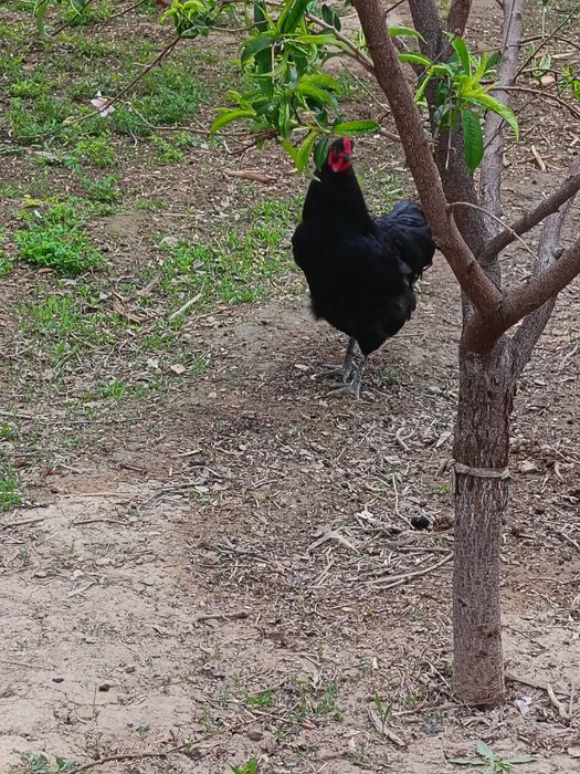 Қораз гигант сатылады