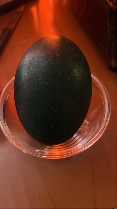 Oua de emu 130 lei bucata