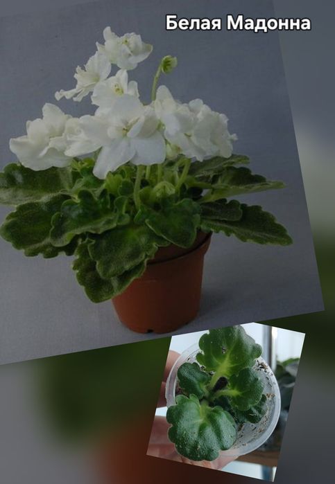 Фиалки разные продам
