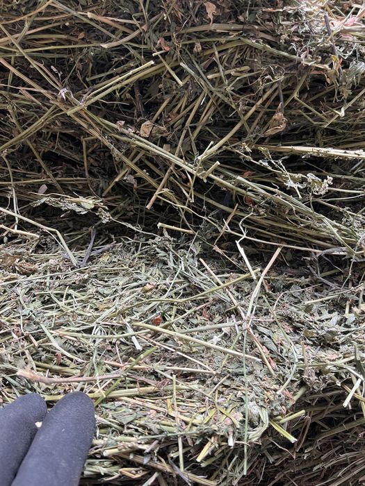 Сено клевер