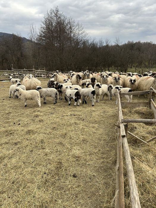Vand 100 de oi cu miei dupa ele