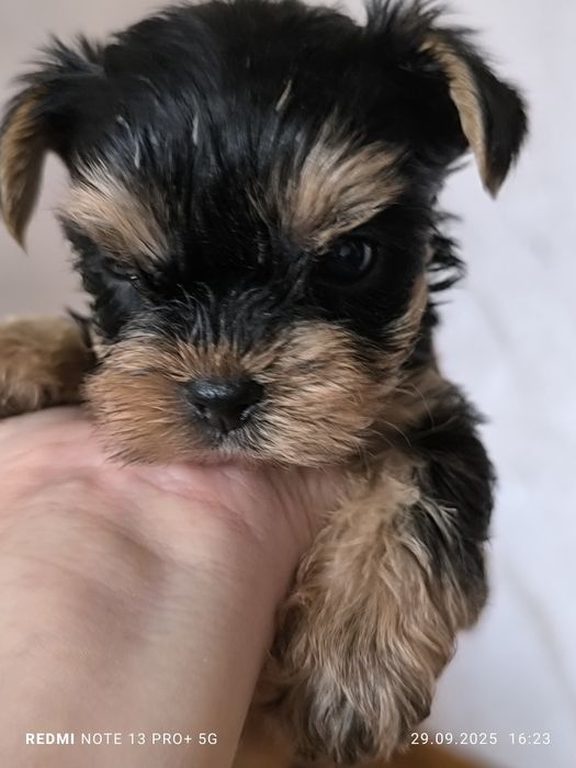 В продаже щенки Йоркширский терьер