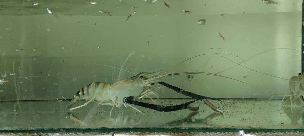 Креветки Розенберг