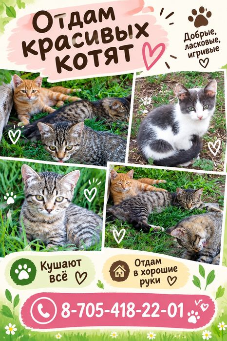 Отдам котят в добрые руки