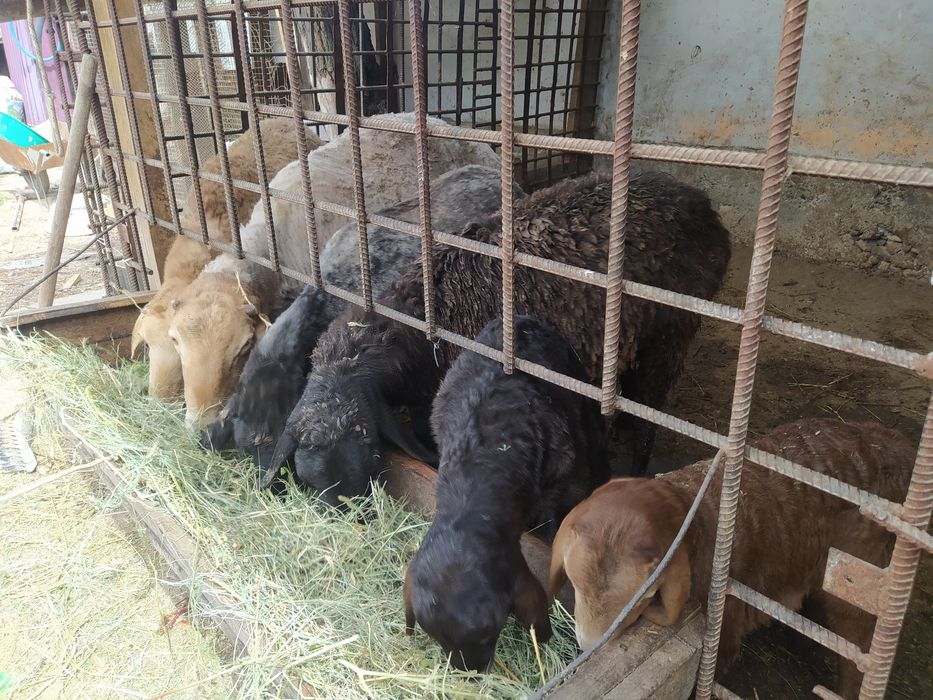 Козылык койлар сатылады