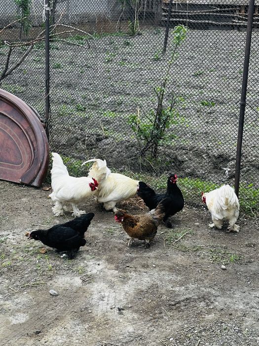 Продам карликов