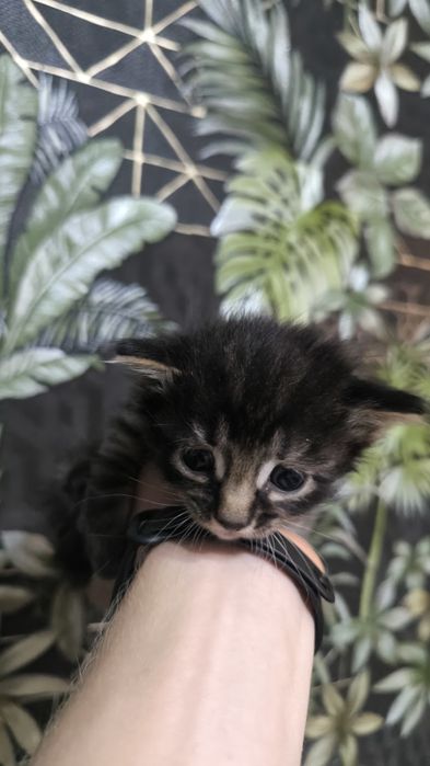 Котята курильского бобтейла