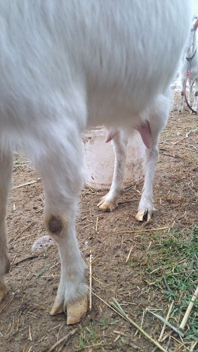 Заенские козы продам