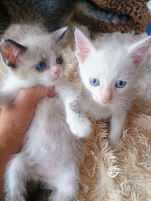 Отдам в добрые руки котят