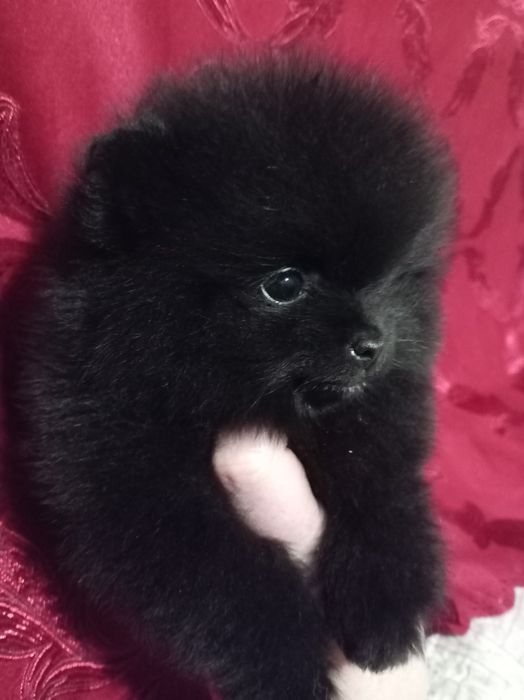 Продам щенков шпица