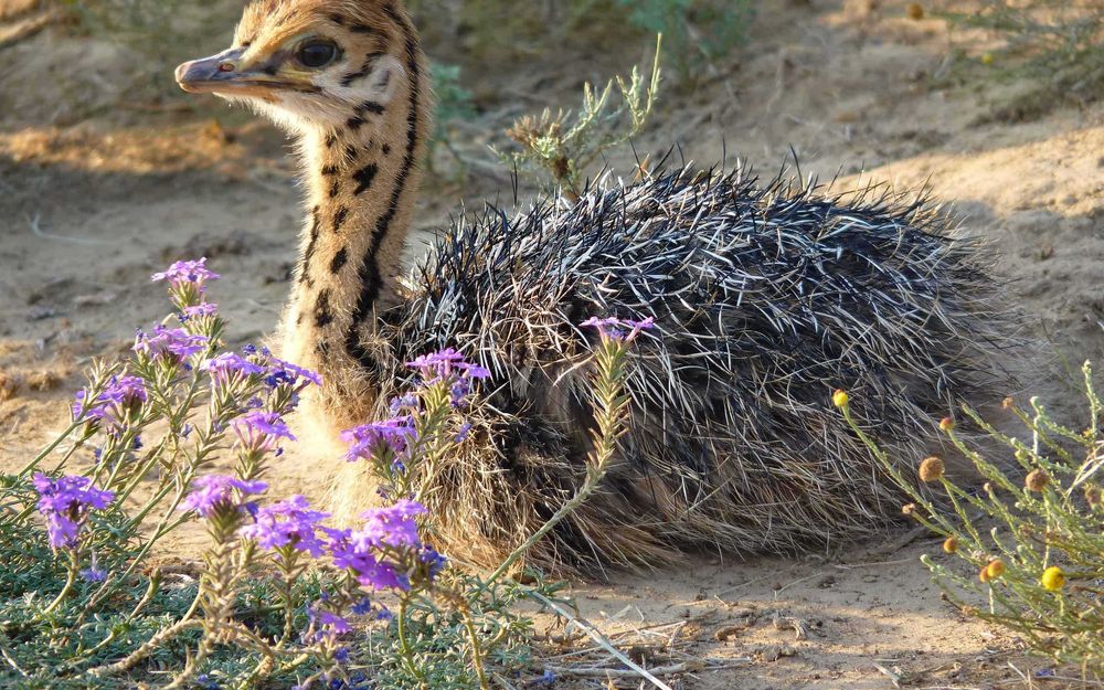 Pui de Struti Negru African