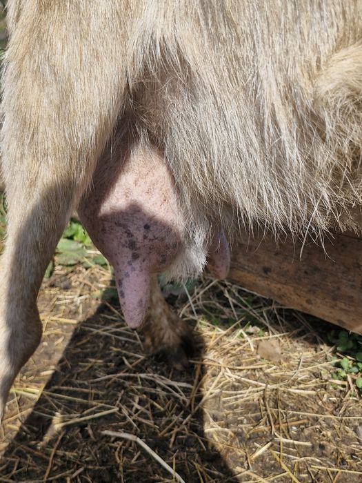 Țap banatean bun de monta