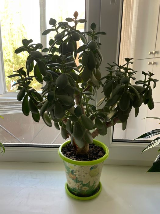 Денежное растение