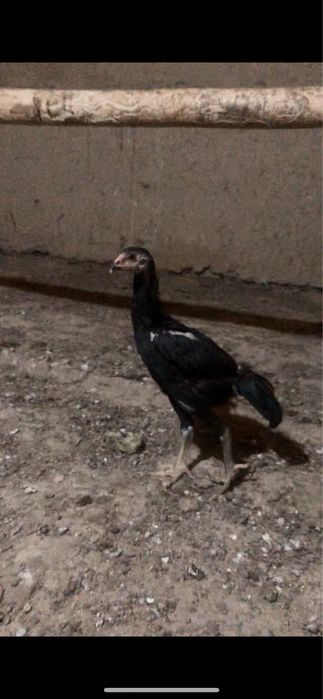 O shamo nemis jojala sotiladi