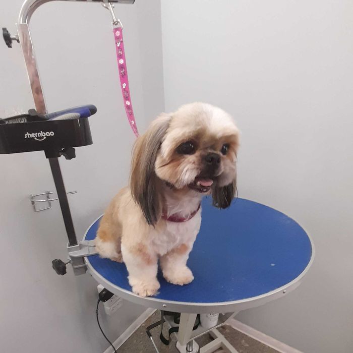 Coafor căței , grooming canin.