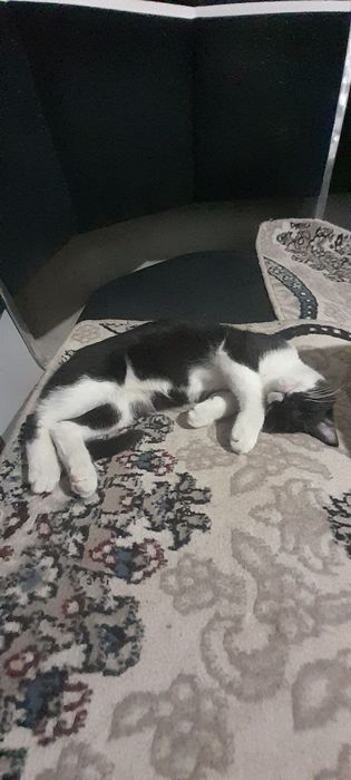 кот мальчик 3месяца