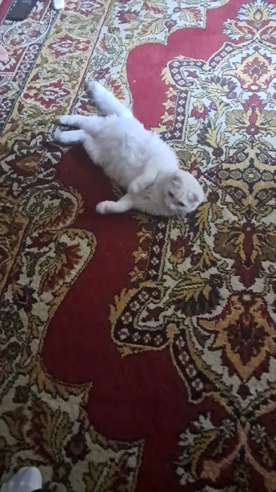 Ищу кота для вязки