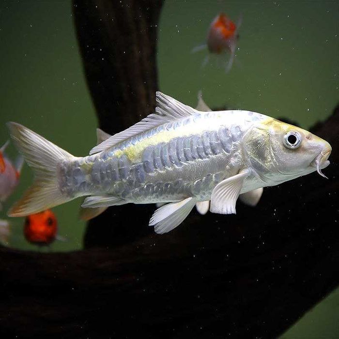 Аквариумная рыбка "Карп Кои"