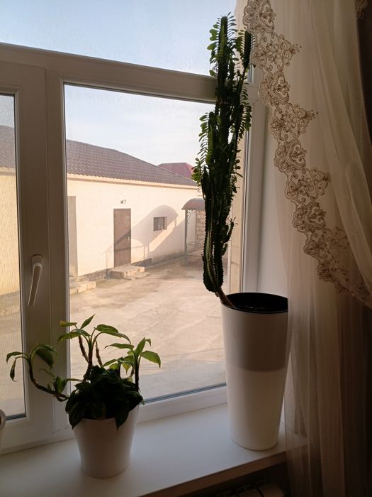 Комнатные растения