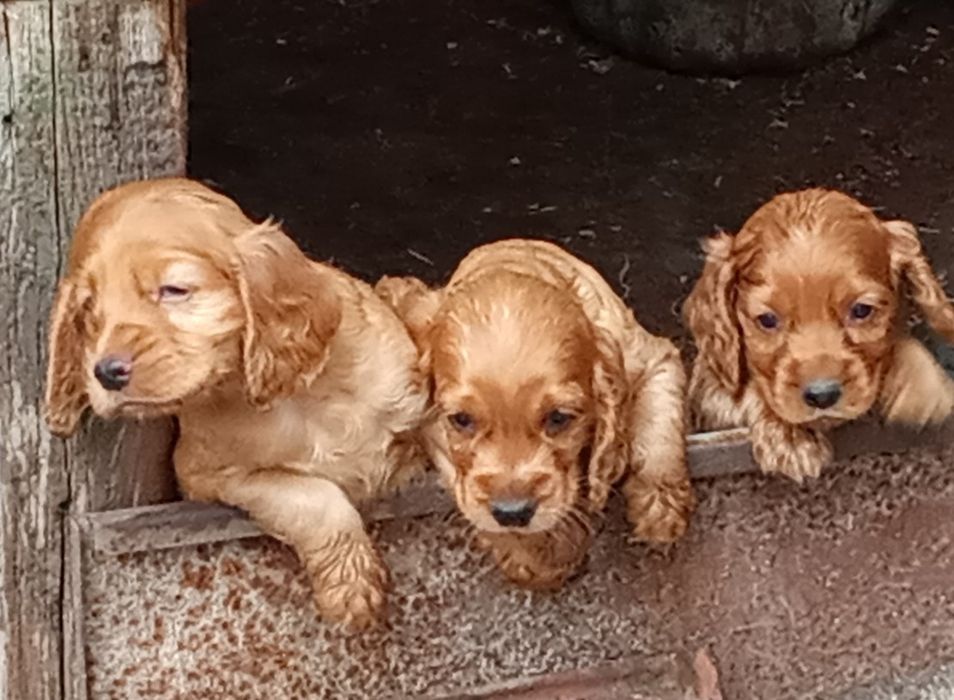 Английски Кокер шпаньол малки кубчета
