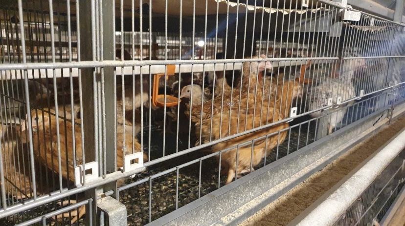 Vand pui colorati, gaini ouatoare, pui carne, rate