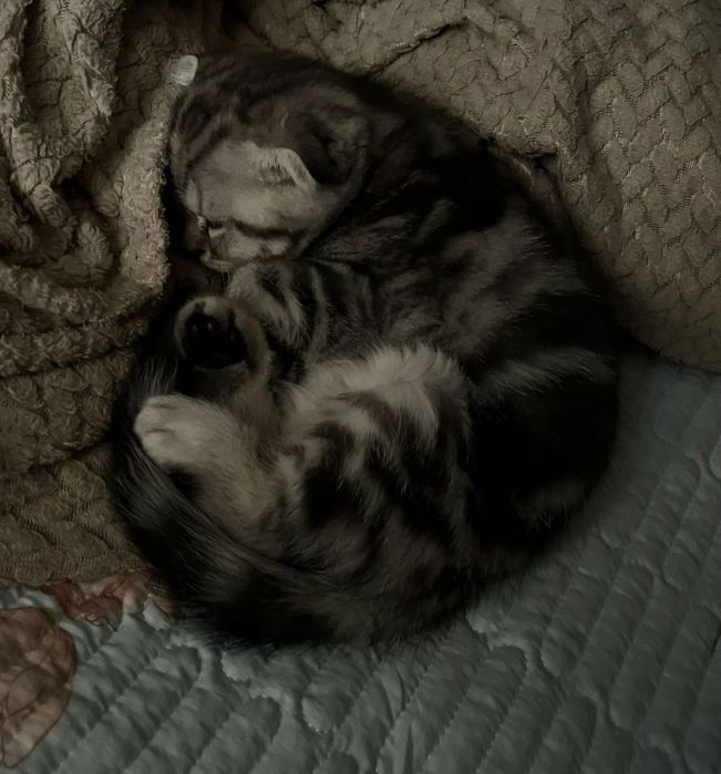 Шотландская кошка
