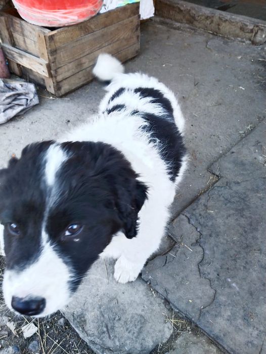 Щенки  милые и добрые