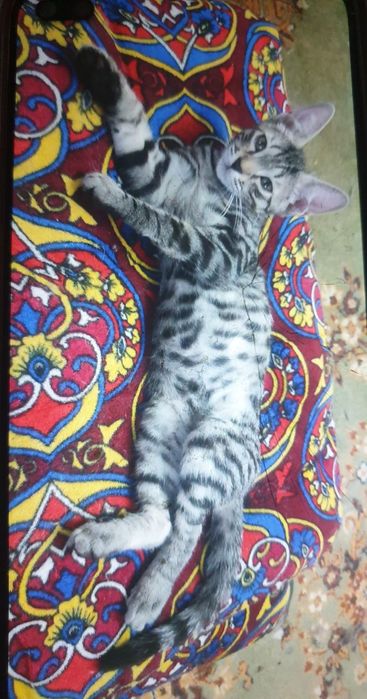 Отдам в добрые руки